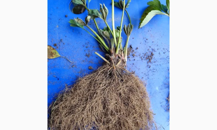 Элитные сорта саженцев клубники из Нидерландов - фото № 2