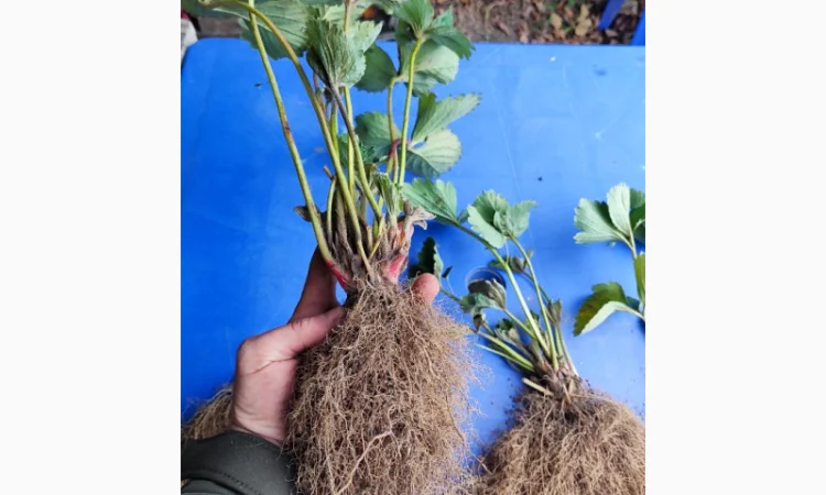 Элитные сорта саженцев клубники из Нидерландов - фото № 3