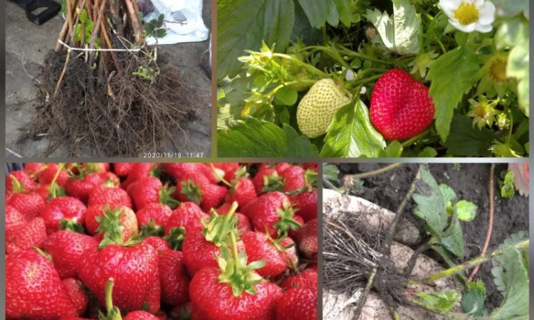 Продам саджанці полуниці Сирія І Хонея - фото № 1