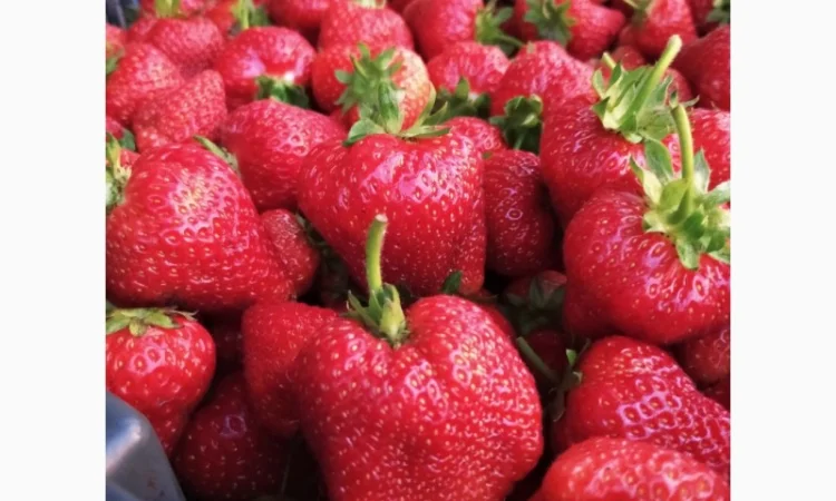 Продам саджанці полуниці Сирія - фото № 1