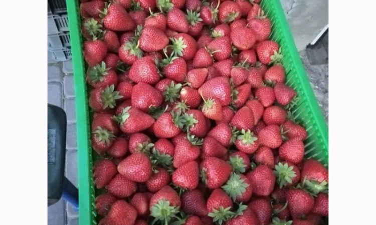 Полуниця Румба. Продам молоді саджанці - фото № 1