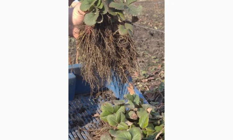 Полуниця Румба. Продам молоді саджанці - фото № 2