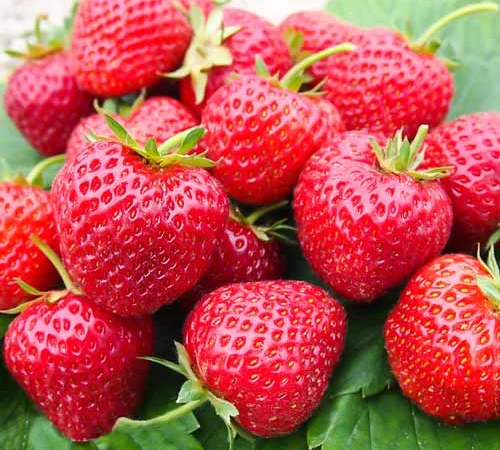 Полуниця Зенга Зенгана(Senga Sengana Strawberry) саджанці полуниці Фріго - фото № 1