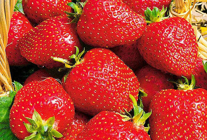 Клубника Роксана (Roxana Strawberry) саженцы клубники Фриго - фото № 1