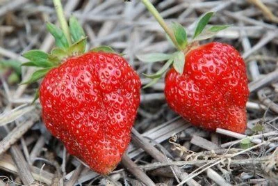 Полуниця Флер (Flair Strawberry) саджанці полуниці Фріго - фото № 1