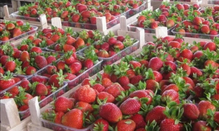 Полуниця Полка (Polka Strawberry) саджанці полуниці Фріго - фото № 1