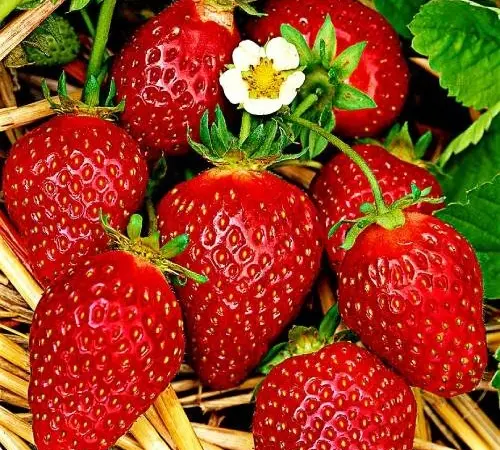 Клубника Корона (Korona Strawberry) саженцы клубники Фриго - фото № 1