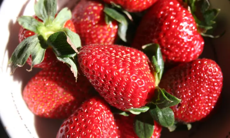 Клубника Румба (Rumba Strawberry) саженцы клубники Фриго - фото № 1
