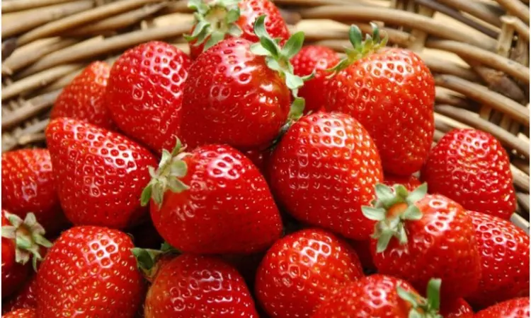 Клубника Кимберли (Kimberly Strawberry) саженцы клубники Фриго - фото № 1