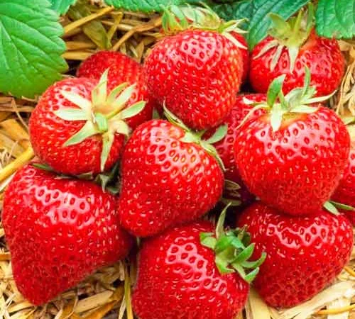 Полуниця Хоней (Honeoye Strawberry) саджанці полуниці Фріго - фото № 1