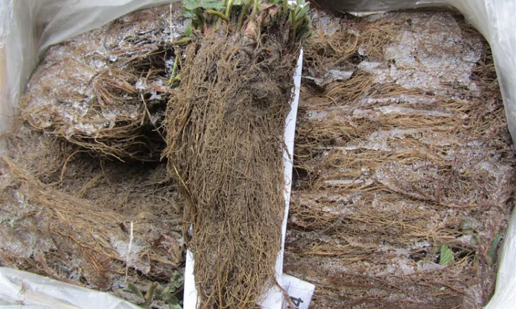 Саджанці полуниці фріго - фото № 5