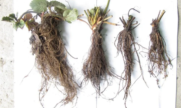 Саджанці полуниці фріго - фото № 1