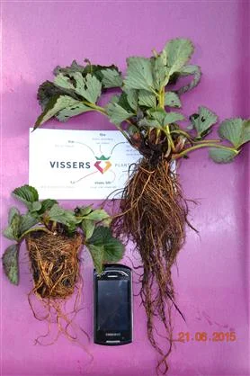 Саджанці полуниці фріго - фото № 2