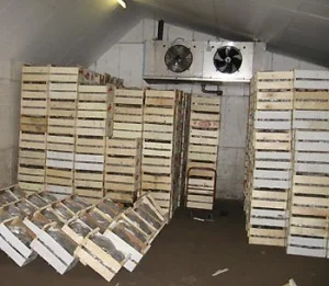 Саджанці полуниці фріго - фото № 3