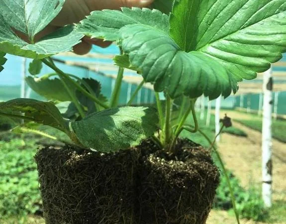 Саженцы клубники сорт Зенга-Зенгана (в кассетах) - фото № 1