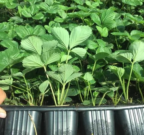 Саженцы клубники сорт Зенга-Зенгана (в кассетах) - фото № 2