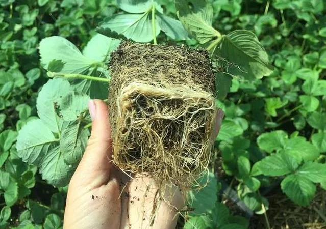 Саженцы клубники сорт Зенга-Зенгана (в кассетах) - фото № 3