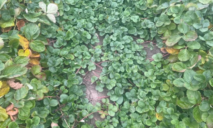 Продам саджанці полуниці( копанка) таких сортів як Альба та Азія - фото № 1