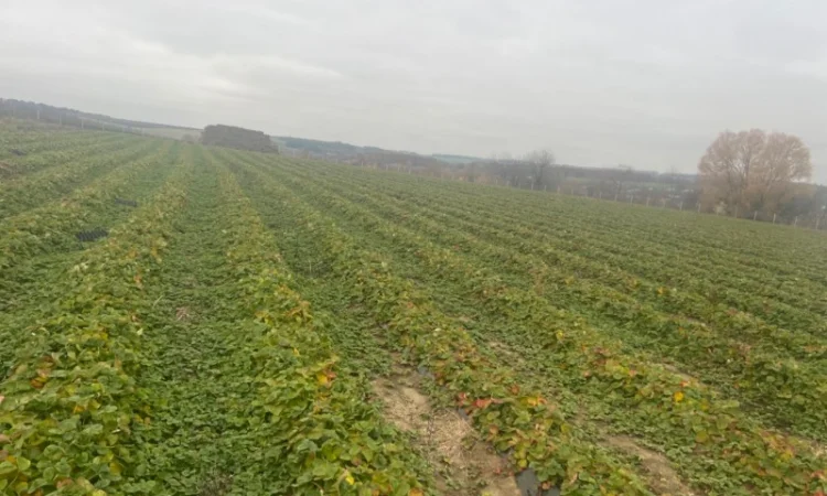 Продам саджанці полуниці( копанка) таких сортів як Альба та Азія - фото № 2