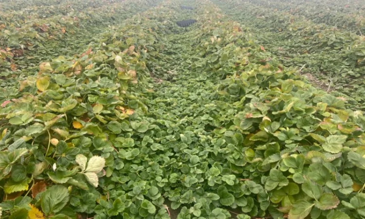 Продам саджанці полуниці( копанка) таких сортів як Альба та Азія - фото № 3