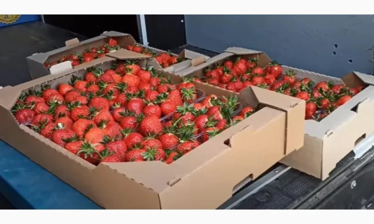 Саджанці полуниці - фото № 1