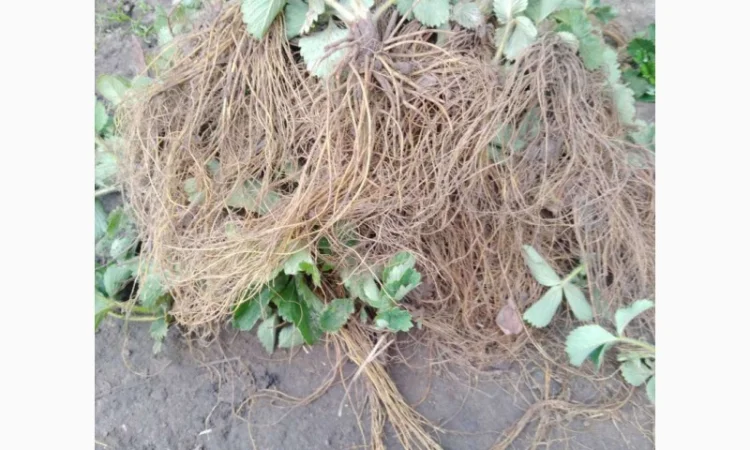 Саженцы клубники: хоней, сірія, альба, соната, азія - фото № 2