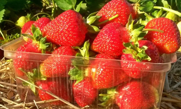 Саджанці полуниці - фото № 2