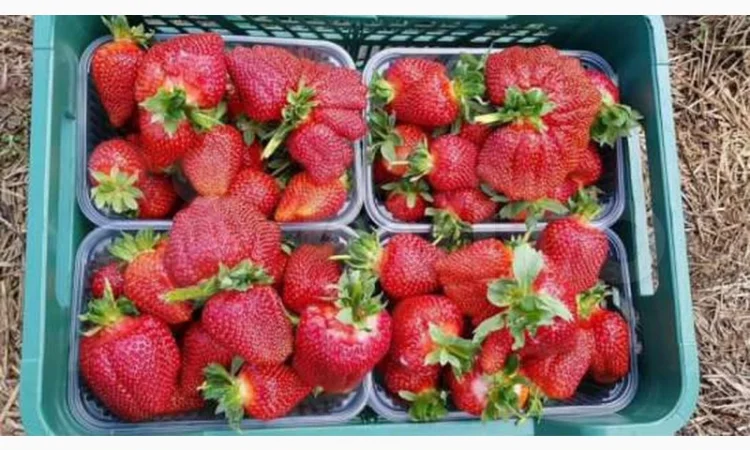 Саджанці полуниці. 55 сортів.Найкраща коллекція.Доставка по Україні - фото № 1