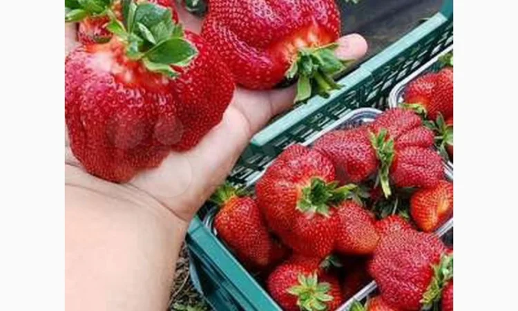 Саджанці полуниці. 55 сортів.Найкраща коллекція.Доставка по Україні - фото № 2