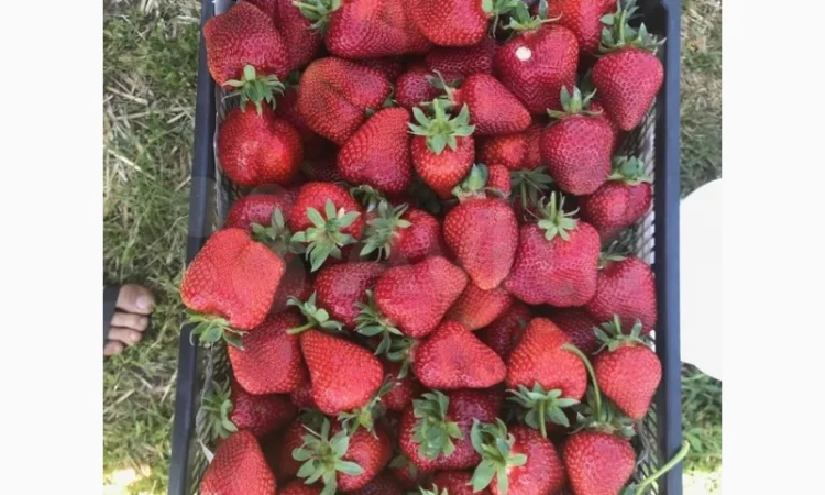 Саджанці полуниці. 55 сортів.Найкраща коллекція.Доставка по Україні - фото № 3