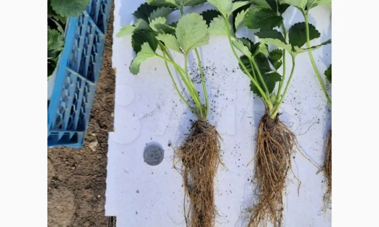 Саджанці полуниці. 55 сортів.Найкраща коллекція.Доставка по Україні - фото № 4