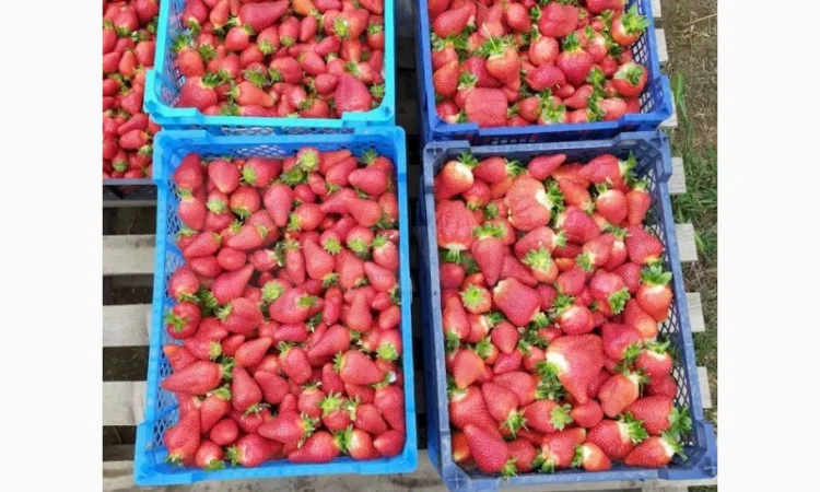 Саджанці полуниці. 55 сортів.Найкраща коллекція.Доставка по Україні - фото № 5