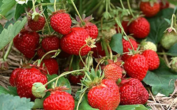 Саженцы клубники оптом и в розницу - фото № 1