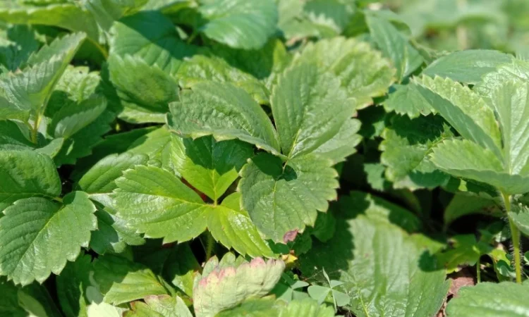 Саджанці полуниці оптом та вроздріб - фото № 2