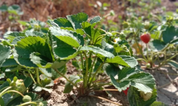 Саджанці полуниці оптом та вроздріб - фото № 3