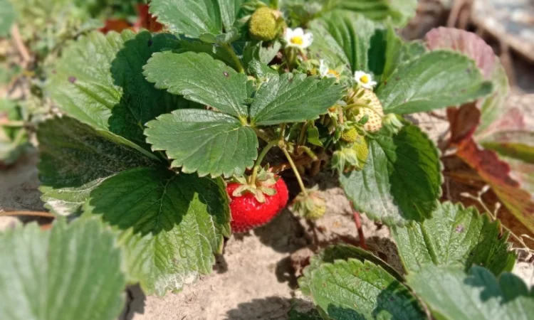 Саджанці полуниці оптом та вроздріб - фото № 4