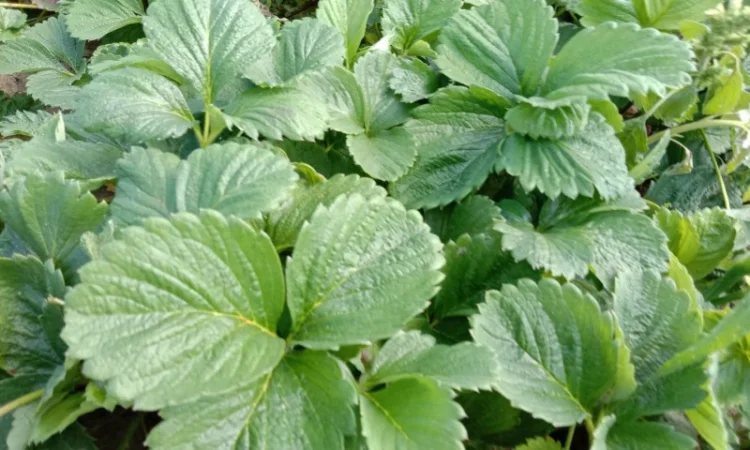 Саджанці полуниці оптом та вроздріб - фото № 5