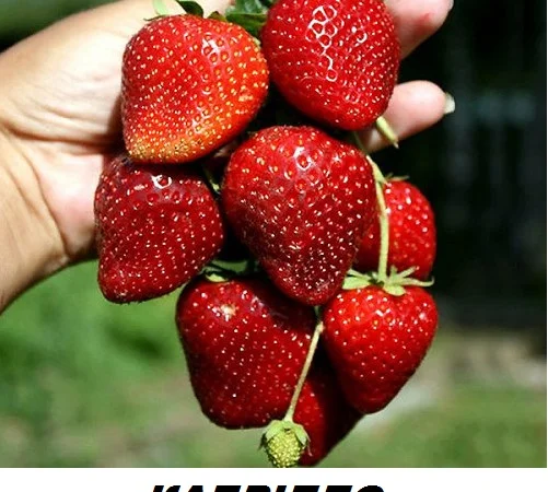 Продам саджанці ремонтантної полуниці "Кабрілло" - фото № 1