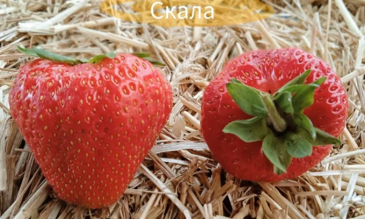 Продаж саджанців полуниці - фото № 1