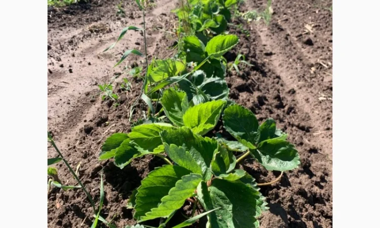 Продаж саджанців полуниці - фото № 10