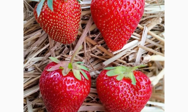 Продаж саджанців полуниці - фото № 3