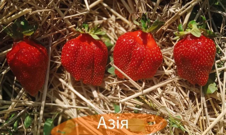 Продаж саджанців полуниці - фото № 4