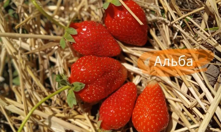 Продаж саджанців полуниці - фото № 5