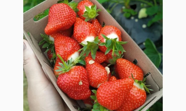 Продаж саджанців полуниці - фото № 6