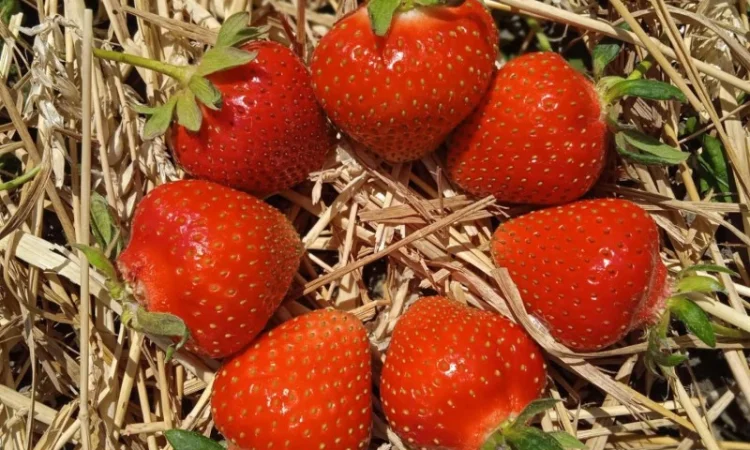 Продаж саджанців полуниці - фото № 7