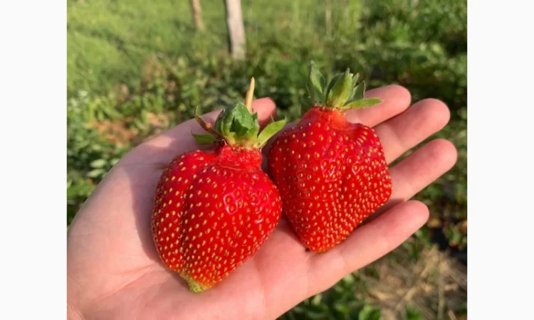 Продаж саджанців полуниці - фото № 8