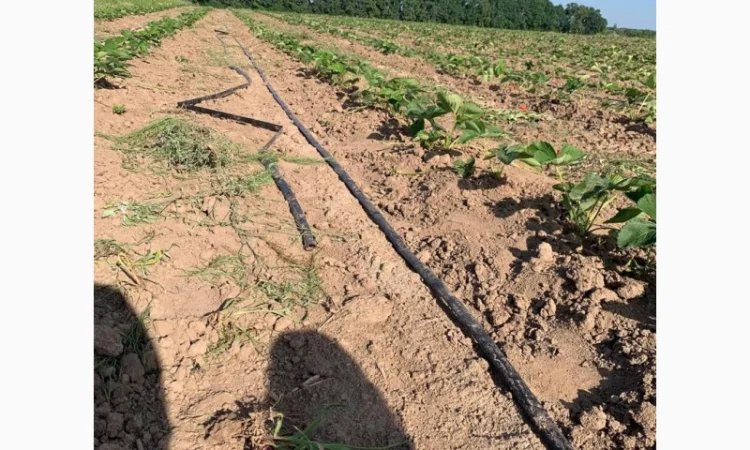 Продаж саджанців полуниці - фото № 9