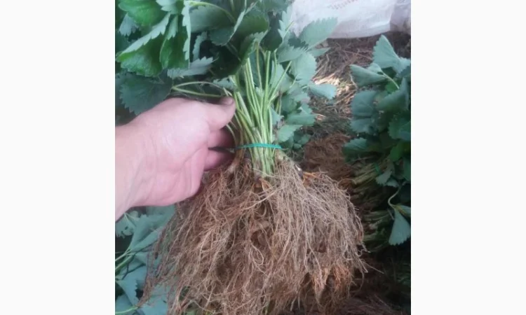 Рассада клубники, открытый корень 50шт - фото № 1