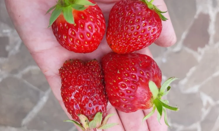 Рассада клубники, открытый корень 50шт - фото № 2