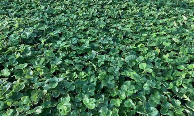 Рассада клубники, открытый корень 50шт - фото № 3